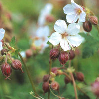 Geranium  macrorrhizum Spessart - Géraniums vivaces Spessart - Géraniums