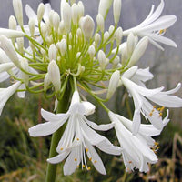 Agapanthe africaine blanche - Bakker