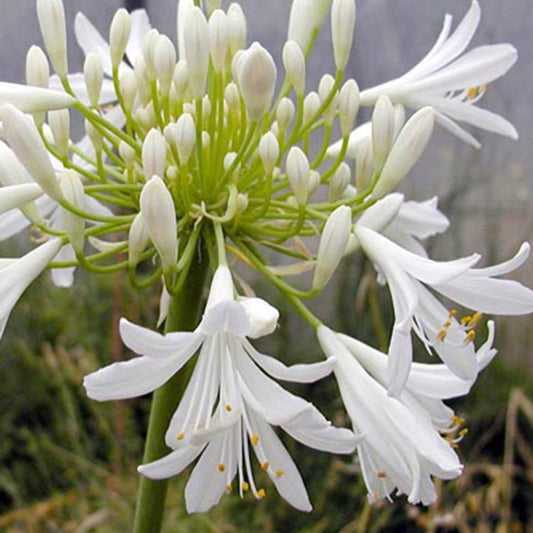 Agapanthe africaine blanche - Bakker