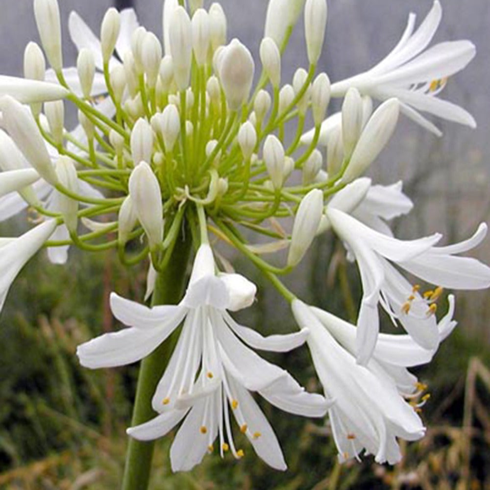 Agapanthus africanus - Agapanthe d'Afrique