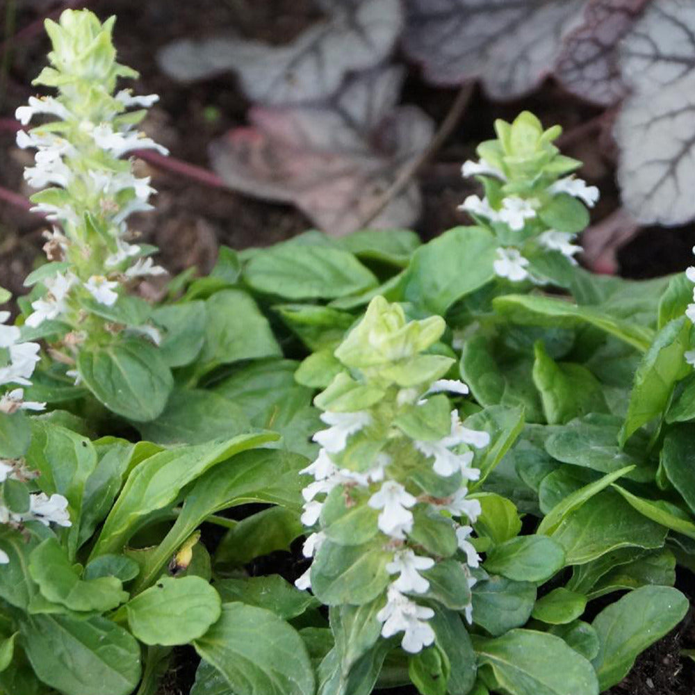 Bakker - Bugle rampante Alba - Ajuga reptans alba - Plantes d'extérieur