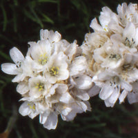 Gazon d'Espagne blanc - Armeria maritima alba - Bakker