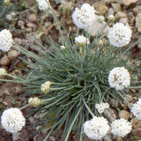 Armeria maritima alba - Gazon d'Espagne blanc - Plantes vivaces