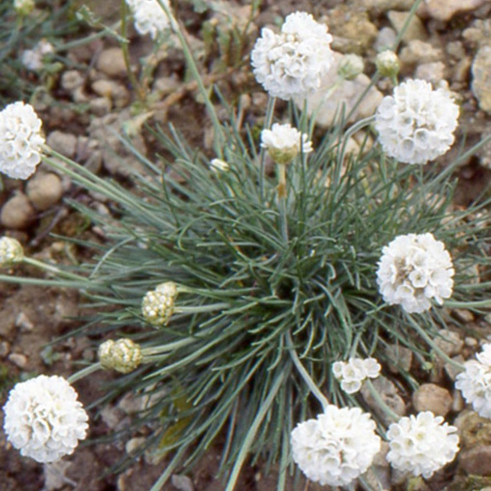 Gazon d'Espagne blanc - Armeria maritima alba - Bakker