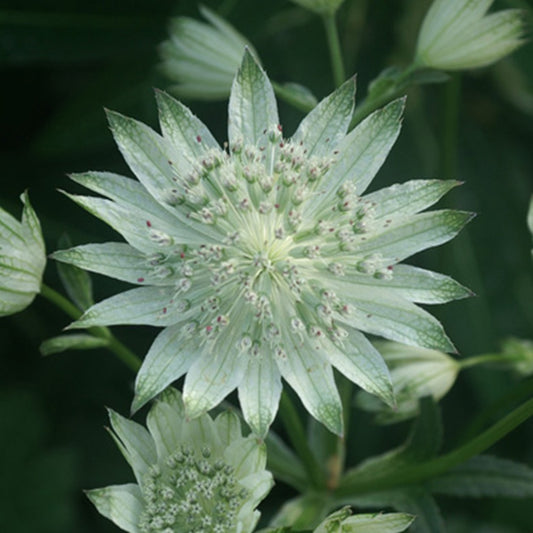 Bakker - Grande astrance blanche - Astrantia major alba - Plantes d'extérieur