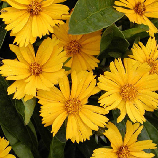 Coreopsis lancéolée Goldfink - Bakker
