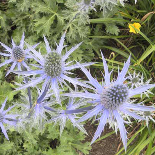 Panicaut hybride Big Blue - Bakker