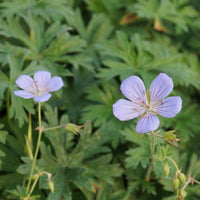 Bakker - Géranium vivace Blue Cloud - Geranium blue cloud - Plantes d'extérieur