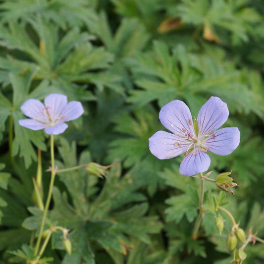 Géranium vivace Blue Cloud - Bakker
