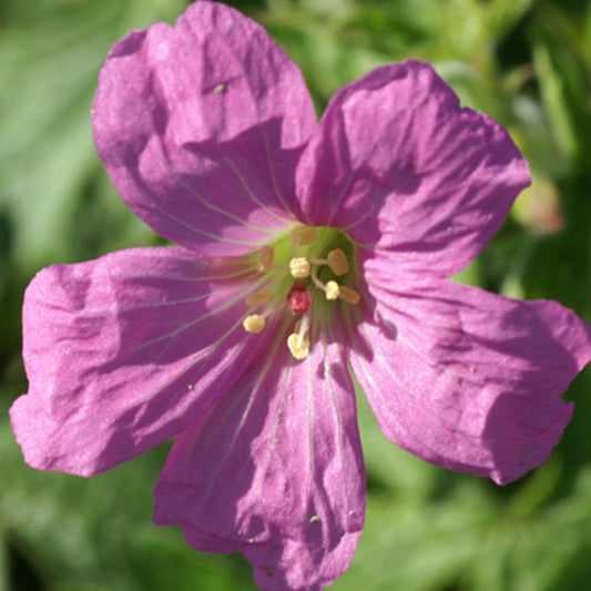 Géranium vivace Rosenlicht - Bakker