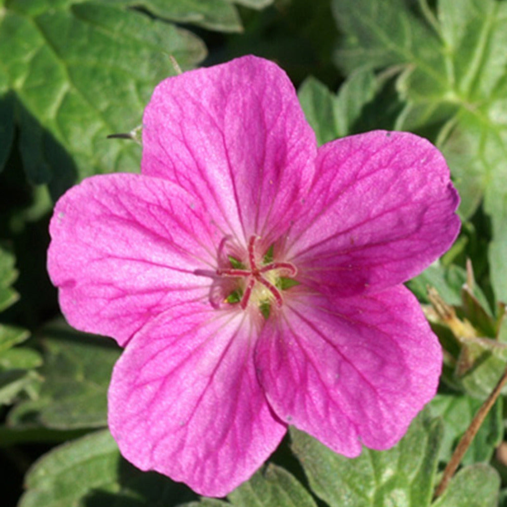 Géranium vivace Russell Prichard - Bakker