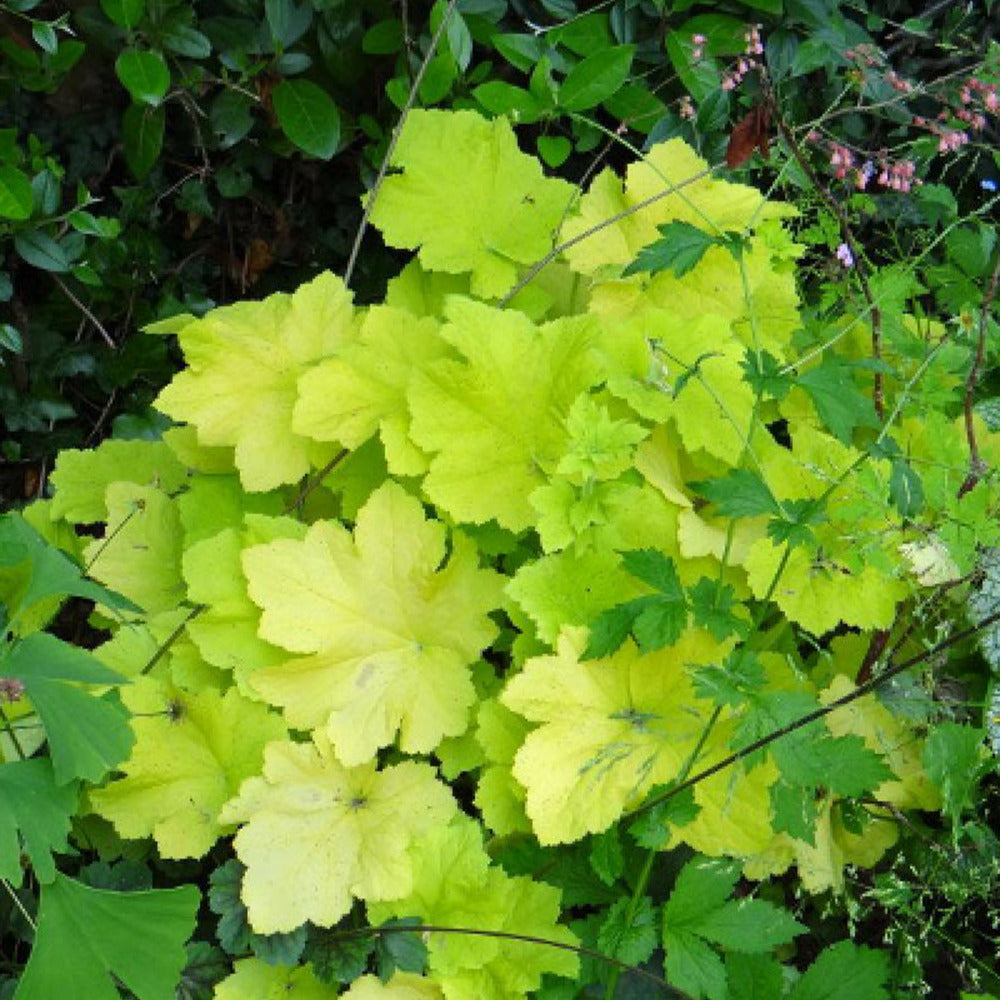 Bakker - Heuchère Citronelle ® - Heuchera citronelle ® - Plantes d'extérieur