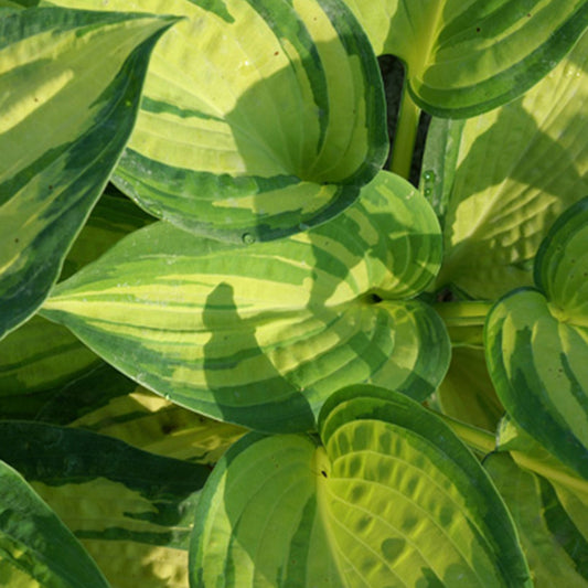 Hosta Great Expectations - Bakker