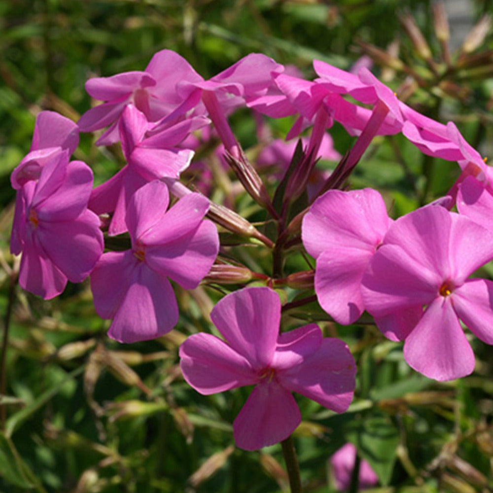 Bakker - Phlox carolina Bill Baker - Phlox carolina bill baker - Plantes d'extérieur