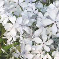 Phlox divaricata May Breeze - Phlox divaricata may breeze - Bakker