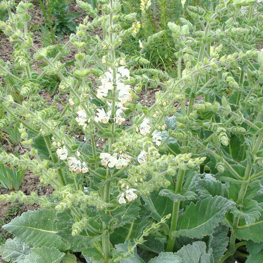 Bakker - Sauge argentée - Salvia argentea - Plantes d'extérieur