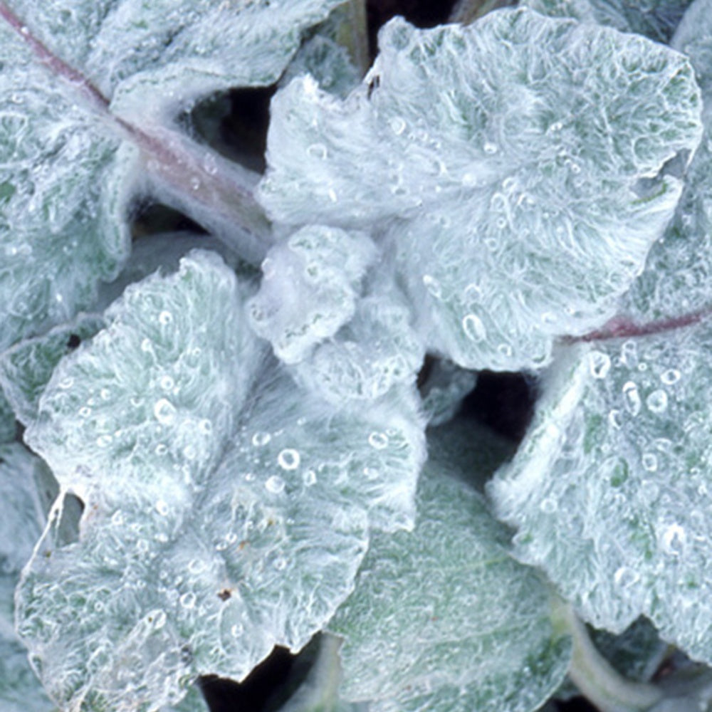 Bakker - Sauge argentée - Salvia argentea - Arbustes et vivaces