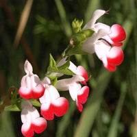 Sauge à petites feuilles Hot Lips - Bakker.com | France