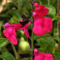 Salvia microphylla (grahamii) - Sauge arbustive Grahamii - Sauges
