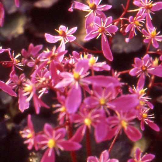 Bakker - Saxifrage Black ruby - Saxifraga cortusifolia black ruby - Plantes d'extérieur