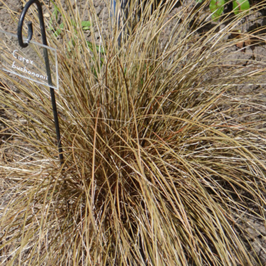 Bakker - Laîche de Buchanan - Carex - Carex buchananii - Plantes d'extérieur