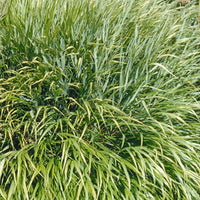 Bakker - Herbe du Japon - Hakonechloa macra - Graminées