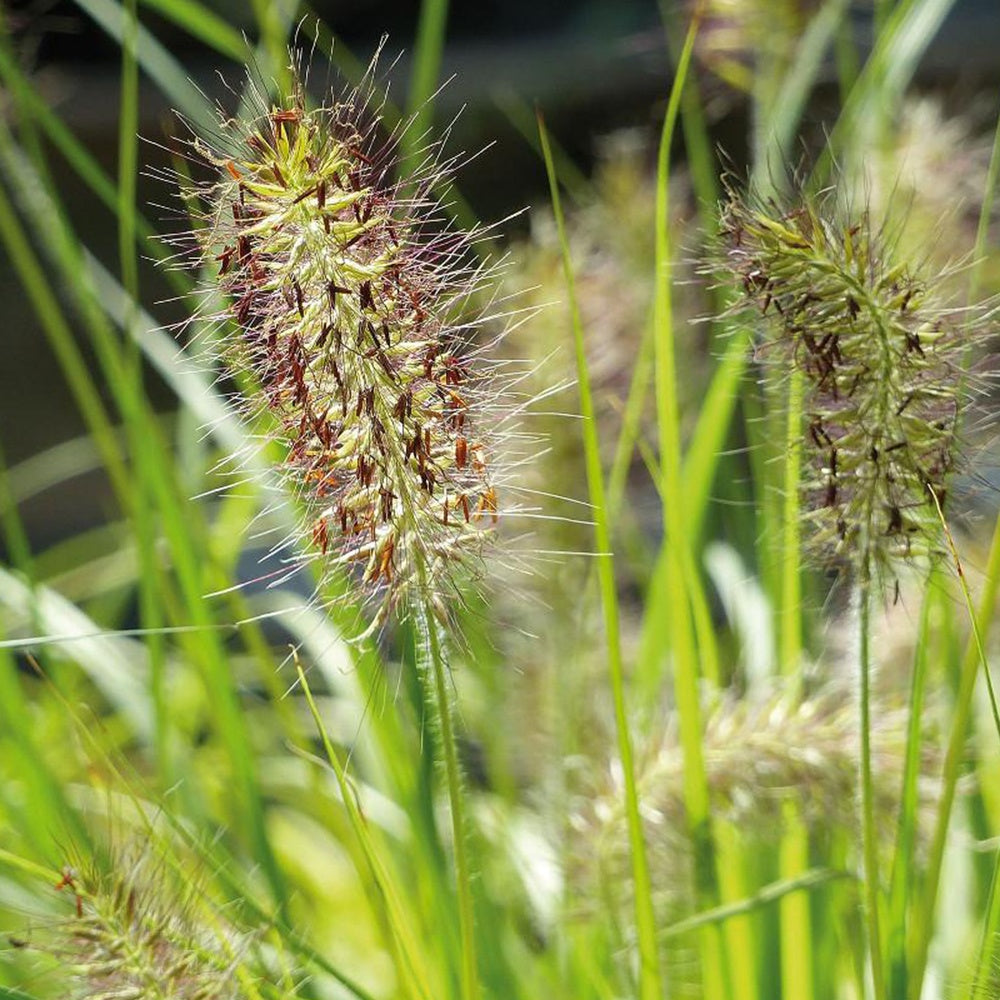 Herbe aux écouvillons Hameln Gold - Pennisetum - Bakker