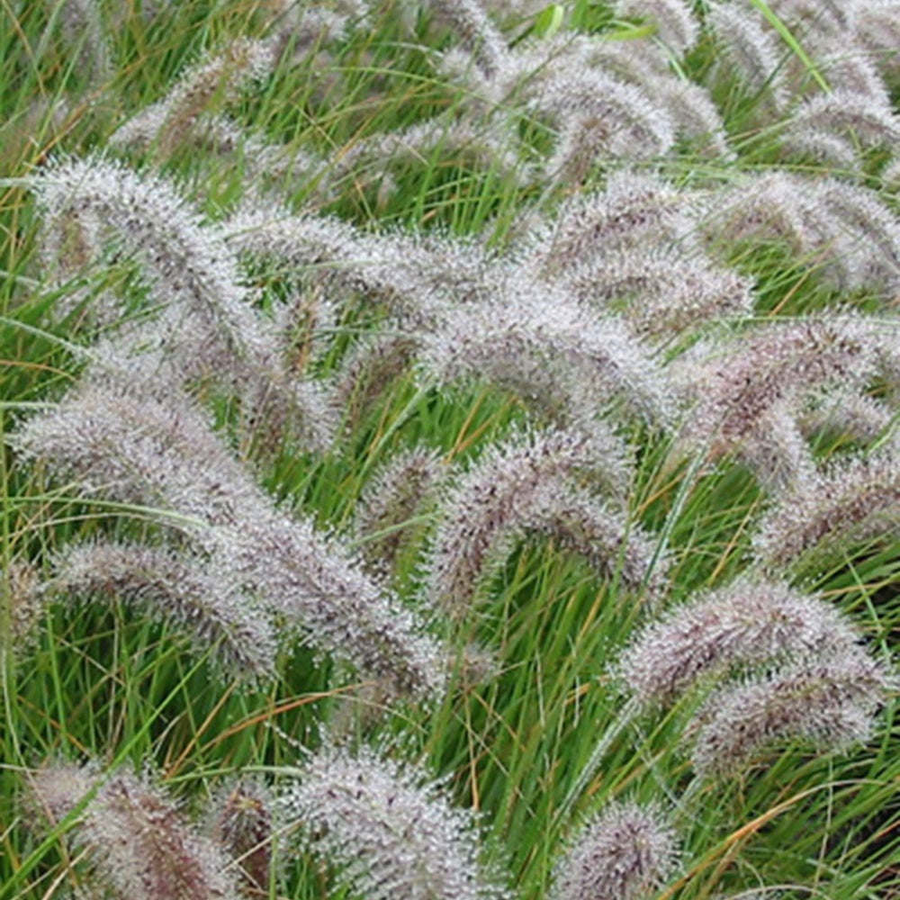 Herbe aux écouvillons - Pennisetum - Pennisetum alopecuroides (compressum) - Bakker