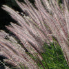 Herbe aux écouvillons Karley Rose ® - Pennisetum - Bakker.com | France