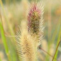 Vente Herbe aux écouvillons Red Buttons - Pennisetum - Pennisetum thunbergii Red Buttons