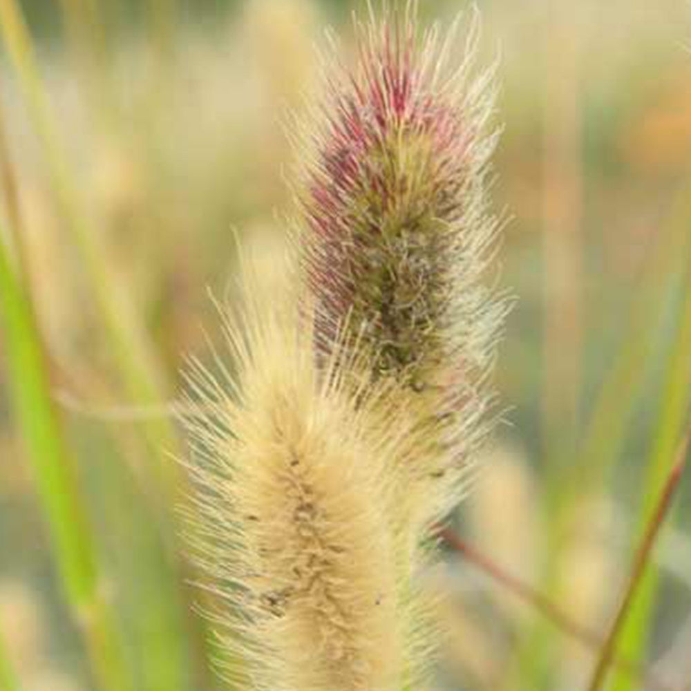 Vente Herbe aux écouvillons Red Buttons - Pennisetum - Pennisetum thunbergii Red Buttons