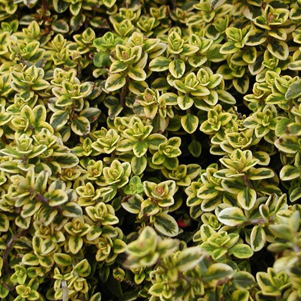Thym citron doré - Bakker
