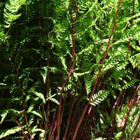 Bakker - Fougère femelle Lady in Red - Athyrium filix-femina lady in red - Plantes d'intérieur