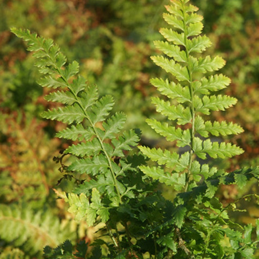 Bakker - Aspidie à cils raides - Fougère - Polystichum setiferum - Plantes d'intérieur