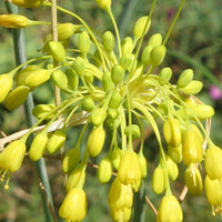 Bakker - Ail jaune - Allium flavum - Plantes d'extérieur