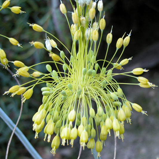 Ail jaune - Bakker