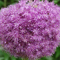 Bakker - Ail géant de l'Himalaya - Allium giganteum - Plantes d'extérieur