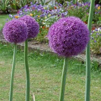 Bakker - Ail géant de l'Himalaya - Allium giganteum - Plantes vivaces