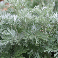 Bakker - Armoise Powis Castle - Artemisia powis castle - Plantes vivaces