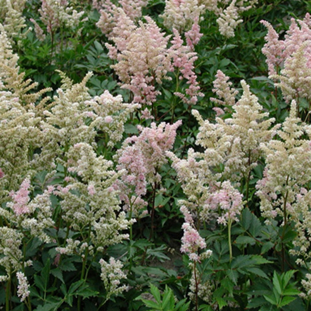 Astilbe japonica Peach Blossom - Astilbe peach blossom ( japonica group ) - Bakker