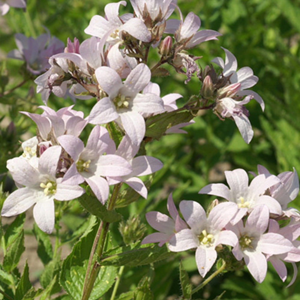 Bakker - Campanule laiteuse Loddon Anna - Campanula lactiflora loddon anna - Arbustes et vivaces