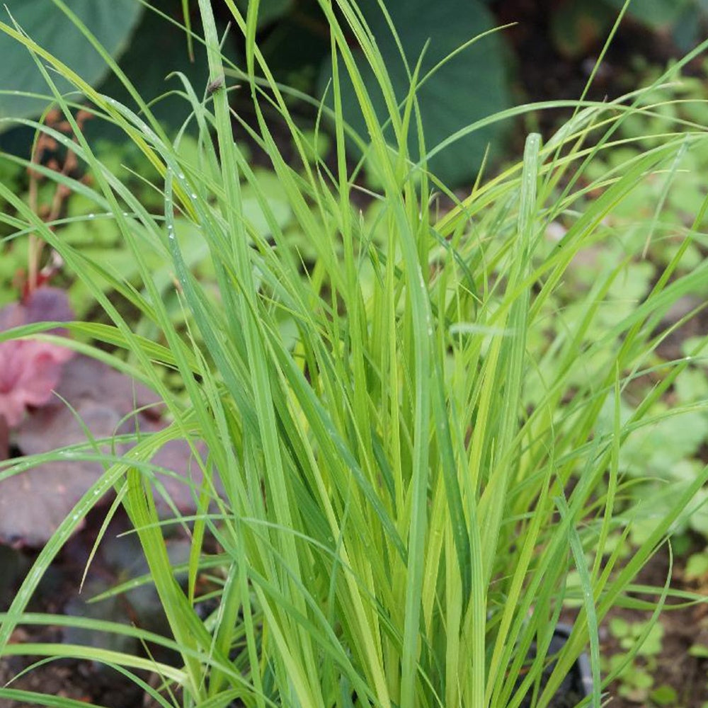 Laîche des marais - Carex - Carex acutiformis - Bakker