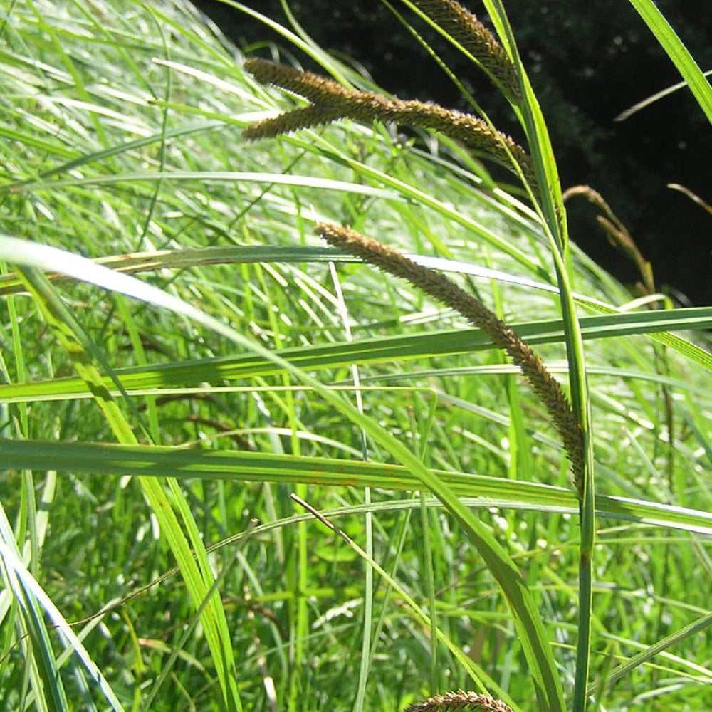 Laîche des marais - Carex - Bakker