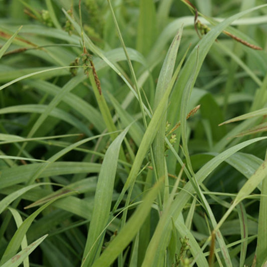 Laîche Bunny blue - Carex - Bakker