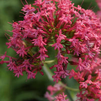 Plantes vivaces - 3 Valérianes rouges - Centranthus ruber coccineus