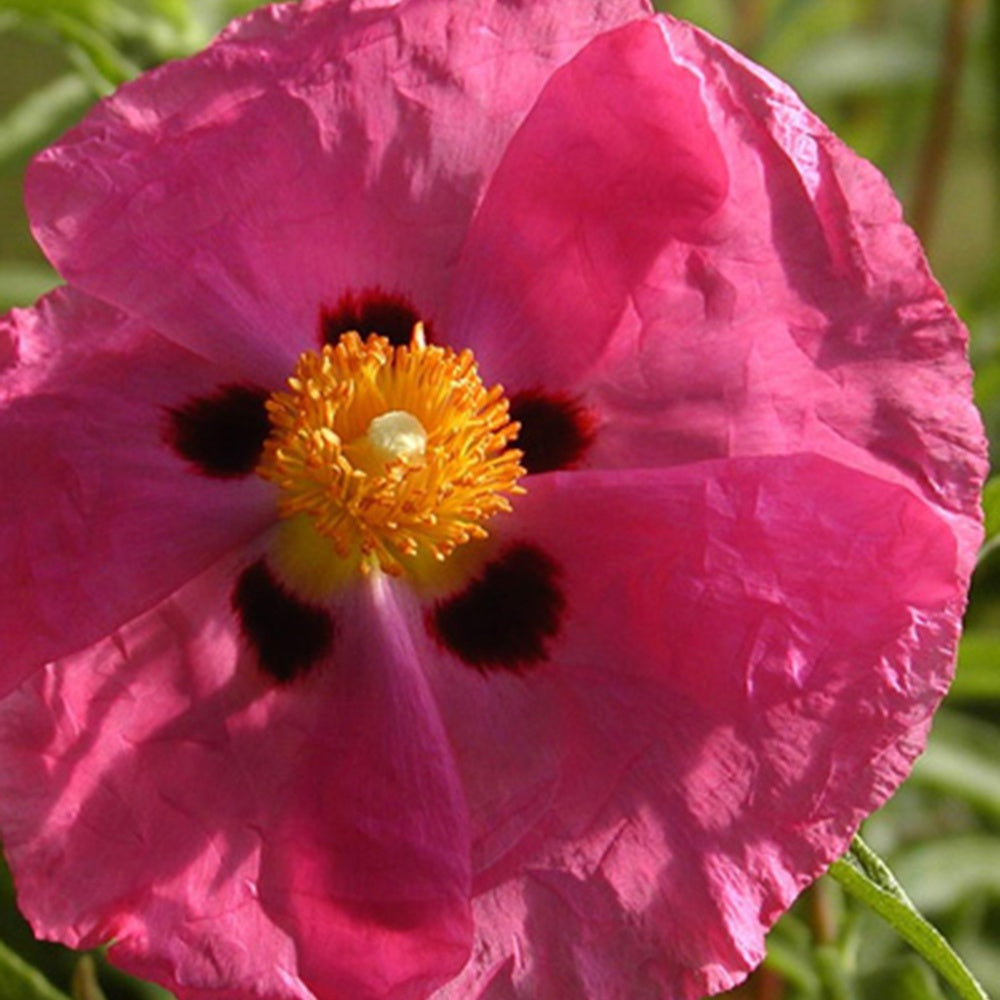 Cistus purpureus - Ciste pourpre - Cistus - Ciste