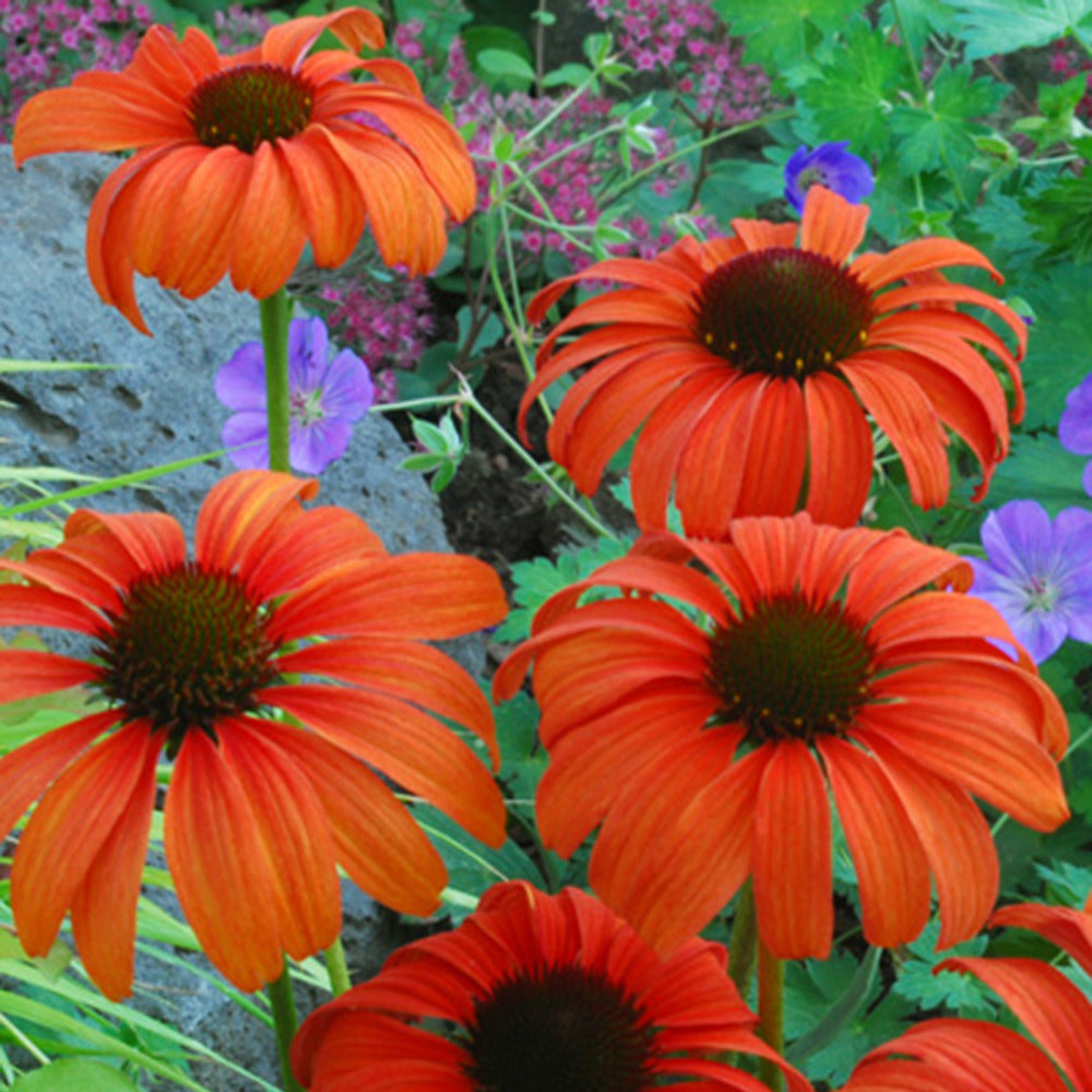Echinacée  Tangerine Dream ®  - Bakker