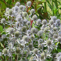 Bakker - 3 Chardons bleus - Eryngium planum - Plantes vivaces