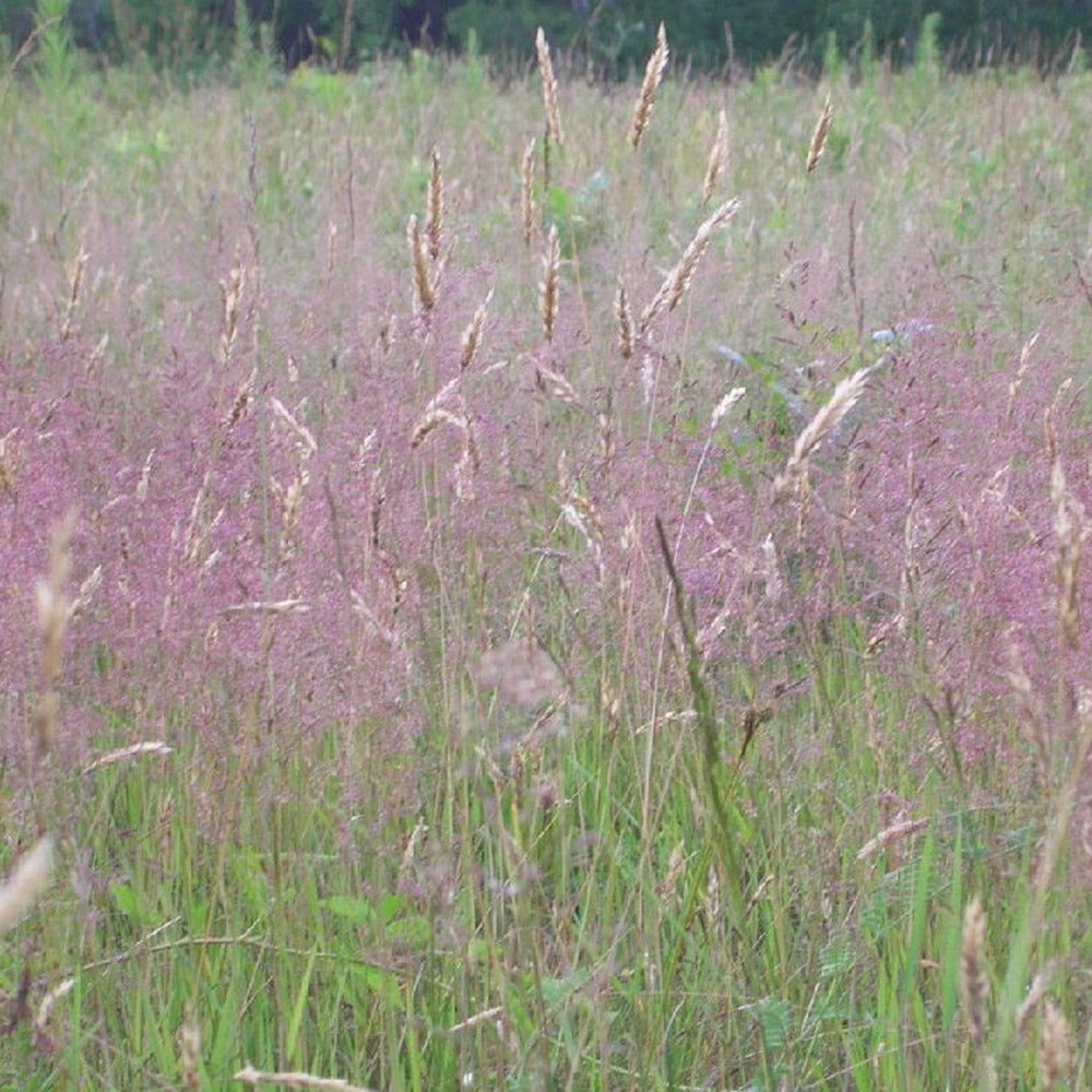 Herbe d'amour - Bakker