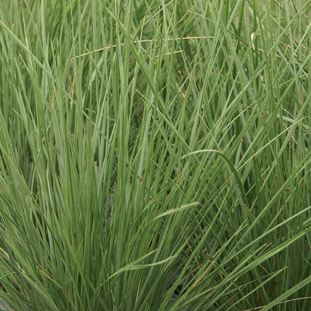 Fétuque mairei - Festuca mairei - Bakker
